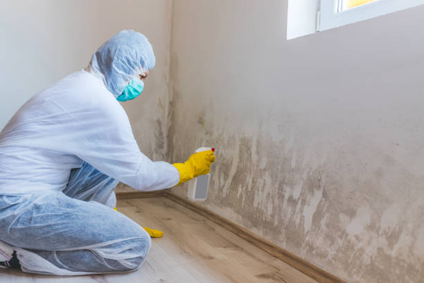 Licensed Black Mold Removal service in Zebulon, NC - WQB Mold Removal