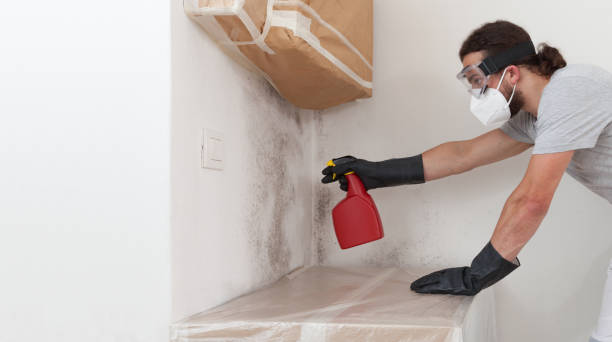 Professional Black Mold Removal technician working in Zebulon, NC