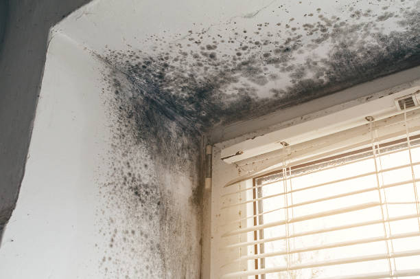 Affordable Black Mold Removal solutions in Zebulon, NC