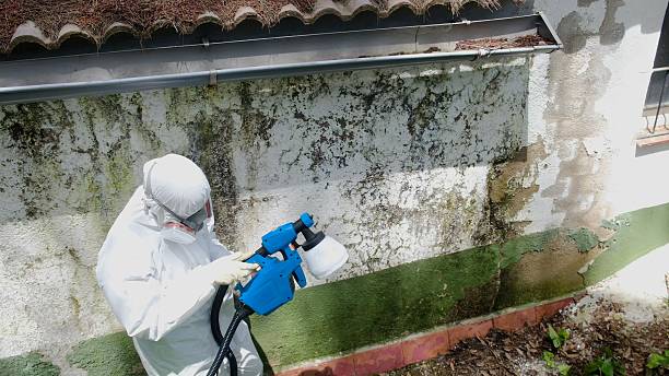 Top rated local Black Mold Removal specialists in Zebulon, NC